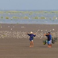 People and shorebirds © Luke Tang