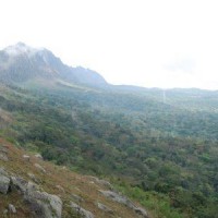 Angolan scarp forest