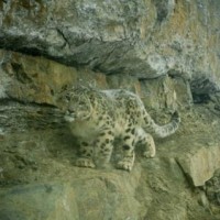 Snow leopard