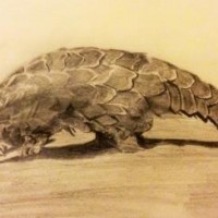 Chinese Pangolin © Isabelle Masters