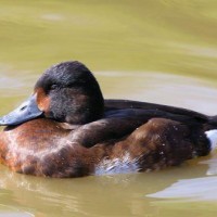 Baer's Pochard (female) ©Thiri Dae We Aung