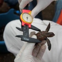 Measuring a baby turtle © Carla Veronica Caceres Espinoza