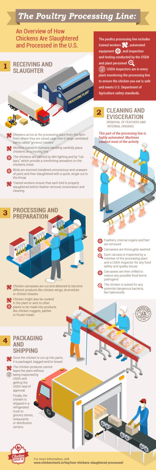 An infographic on the poultry processing line, which shows how chickens are slaughtered and processed in the U.S.