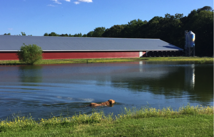 Terry_Chicken_Farm_Pond